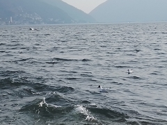 Chroicocephalus ridibundus