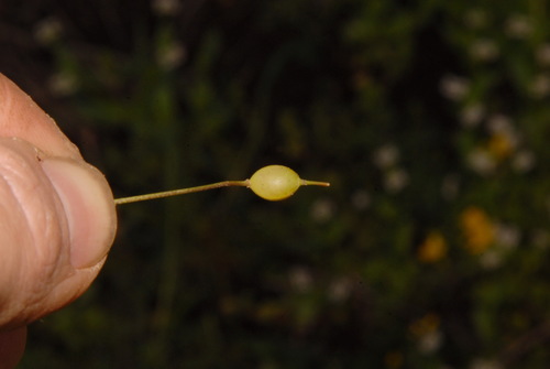 Image of Leavenworthia crassa by (c) Brian Finzel, some rights reserved (CC BY-SA)