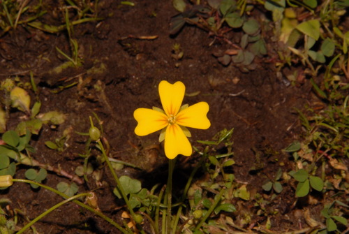 Image of Leavenworthia crassa by (c) Brian Finzel, some rights reserved (CC BY-SA)