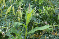 Angiospermae