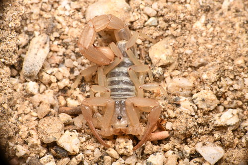 Stahnkeus subtilimanus
