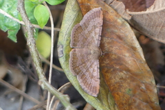 Aglaopus bivittata