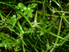 Rhynchospora pubera