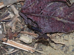 Thranius multinotatus