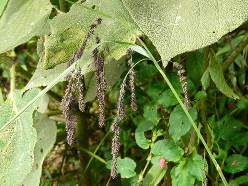 Carex perprava