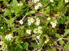 Plagiocheilus bogotensis