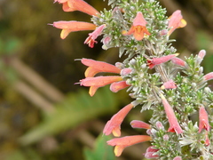 Clinopodium argenteum