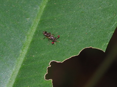 Teleopsis quadriguttata