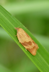Aphelia viburnana