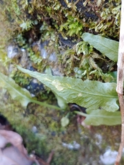 Phytoliriomyza felti