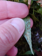 Phytoliriomyza felti