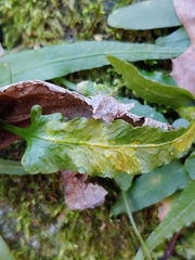 Phytoliriomyza felti