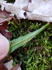 Phytoliriomyza felti