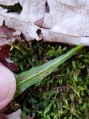 Phytoliriomyza felti