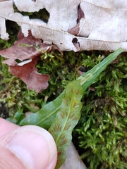 Phytoliriomyza felti