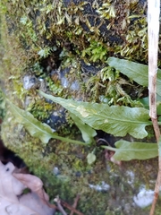 Phytoliriomyza felti