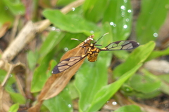 Amata polymita
