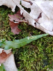 Phytoliriomyza felti