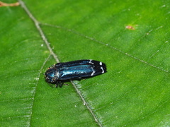 Coraebus elongaticollis