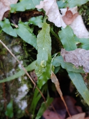 Phytoliriomyza felti