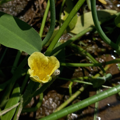 Limnocharis