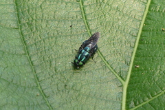 Ptilocera continua