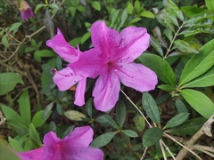 Rhododendron pulchrum phoeniceum