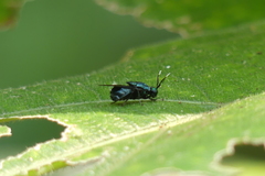 Ptilocera continua