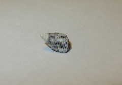 Gastropoda