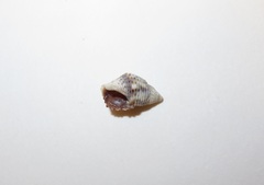 Gastropoda