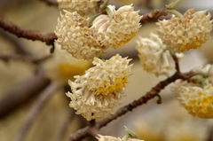 Edgeworthia chrysantha