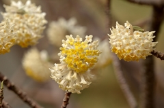 Edgeworthia chrysantha