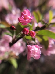 Malus halliana