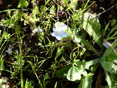 Nemophila pedunculata