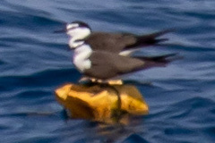 Onychoprion anaethetus