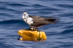 Onychoprion anaethetus