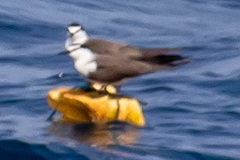 Onychoprion anaethetus