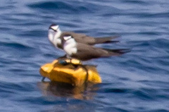 Onychoprion anaethetus