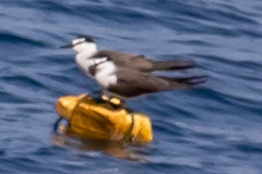 Onychoprion anaethetus