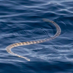Hydrophis lapemoides