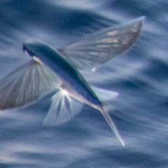 Cheilopogon