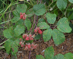 Rubus