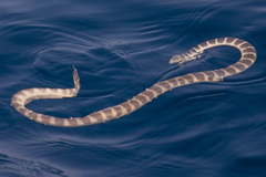 Hydrophis