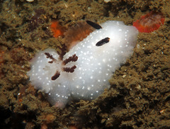 Cadlina limbaughorum