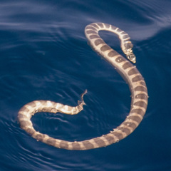 Hydrophis
