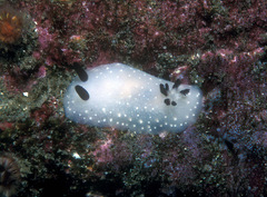 Cadlina limbaughorum