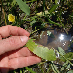 Limnocharis