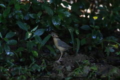 Pellorneum fuscocapillus