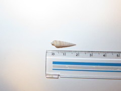 Terebrinae