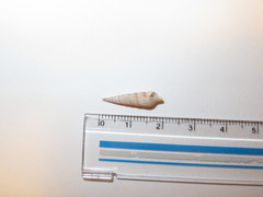 Terebrinae